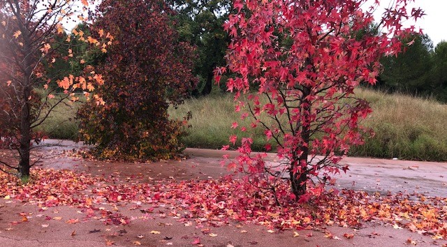 Alimentarse en Otoño