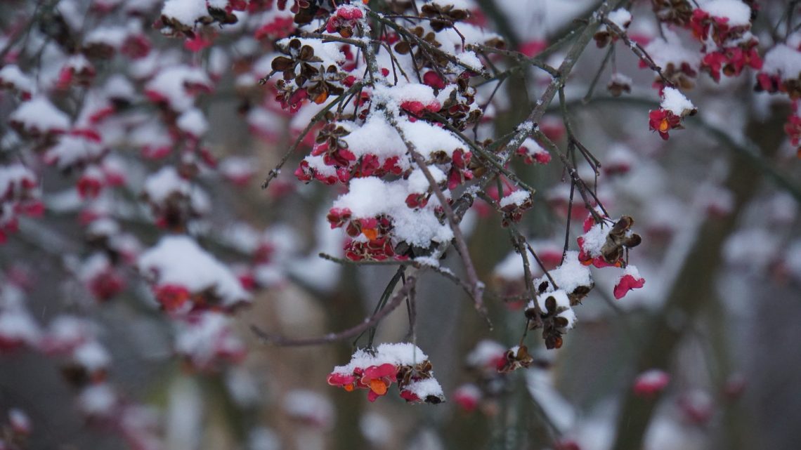 Los alimentos de invierno